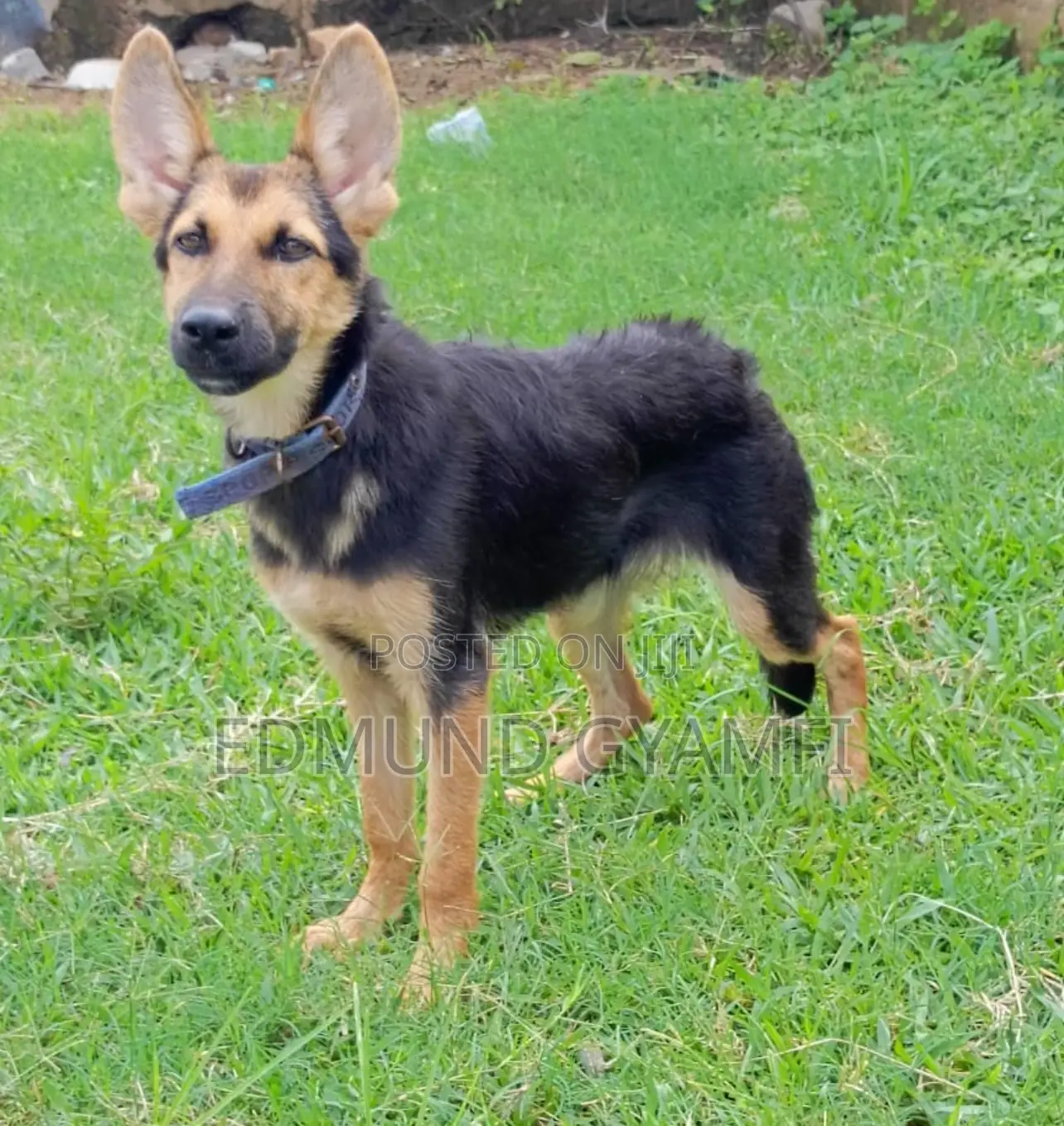 3-6 months Male Purebred German Shepherd
