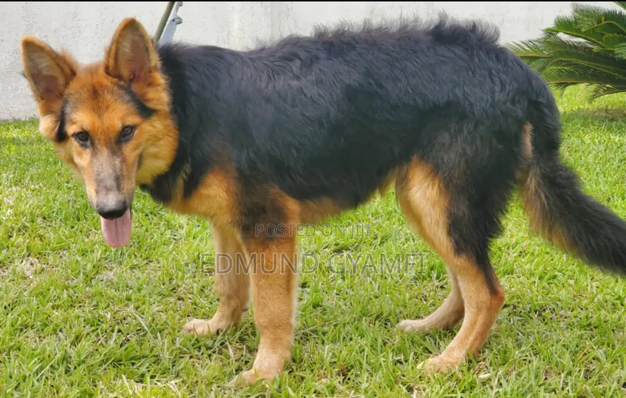 3-6 months Male Purebred German Shepherd