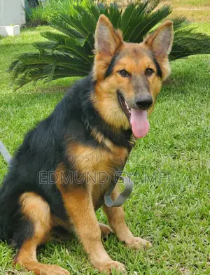 3-6 months Male Purebred German Shepherd