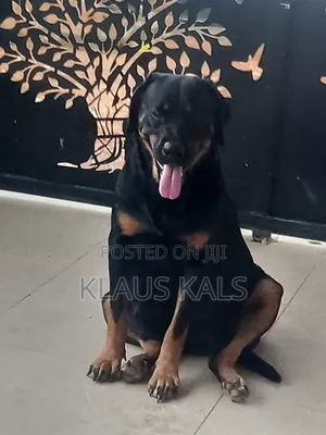1-3 months Male Purebred Rottweiler