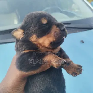 1-3 months Male Purebred Rottweiler