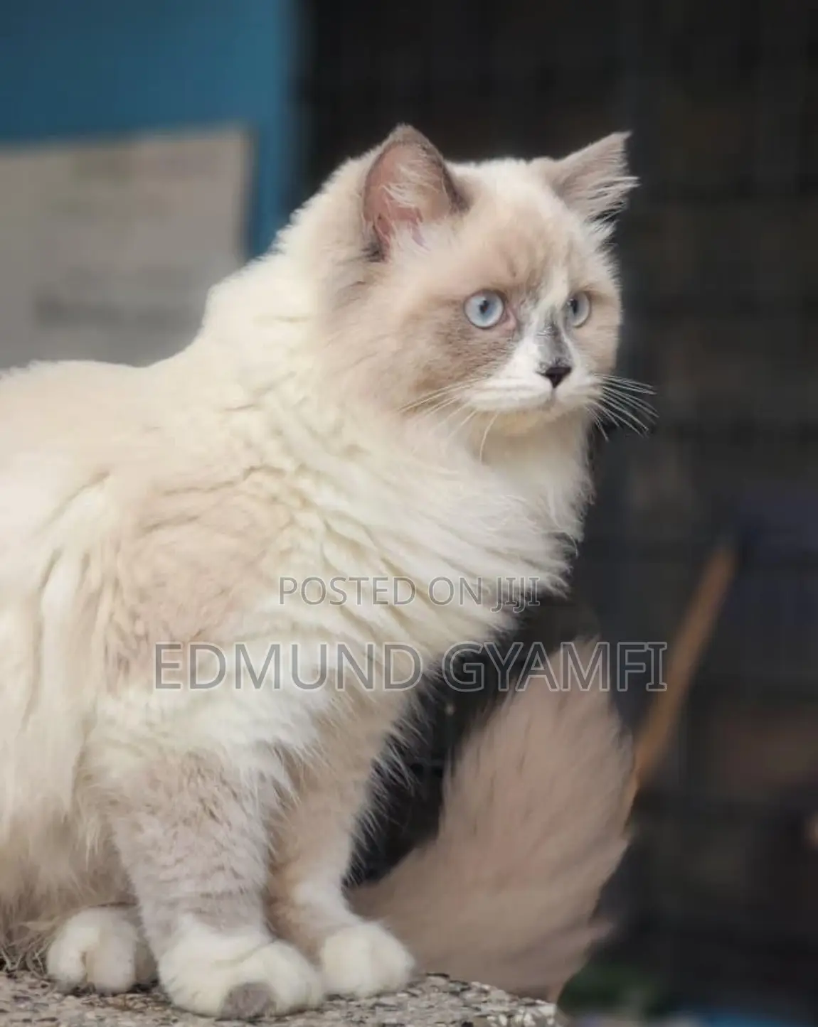 6-12 months Female Purebred Ragdoll