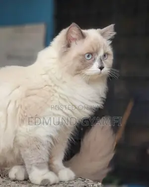 6-12 months Female Purebred Ragdoll