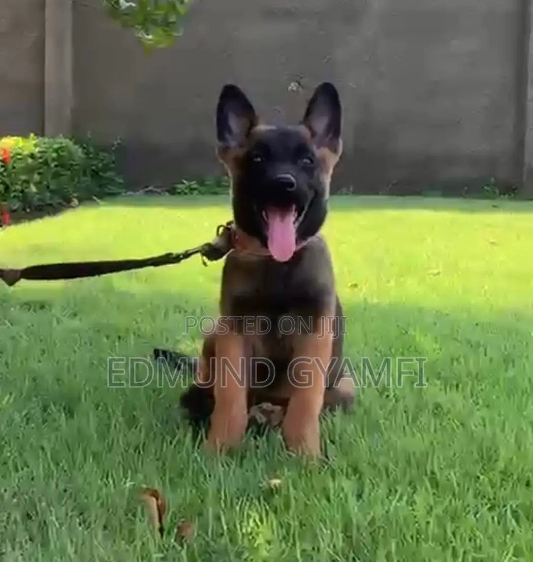 1-3 months Female Purebred Belgian Malinois