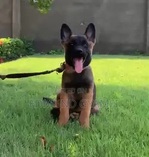 1-3 months Female Purebred Belgian Malinois