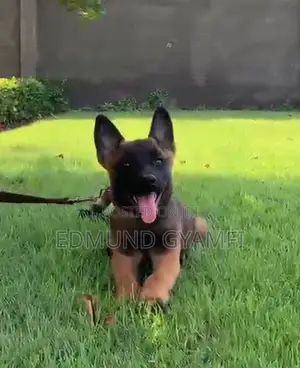 1-3 months Female Purebred Belgian Malinois