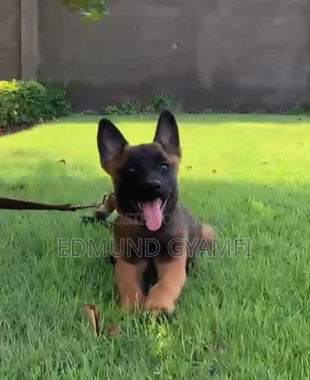 1-3 months Female Purebred Belgian Malinois