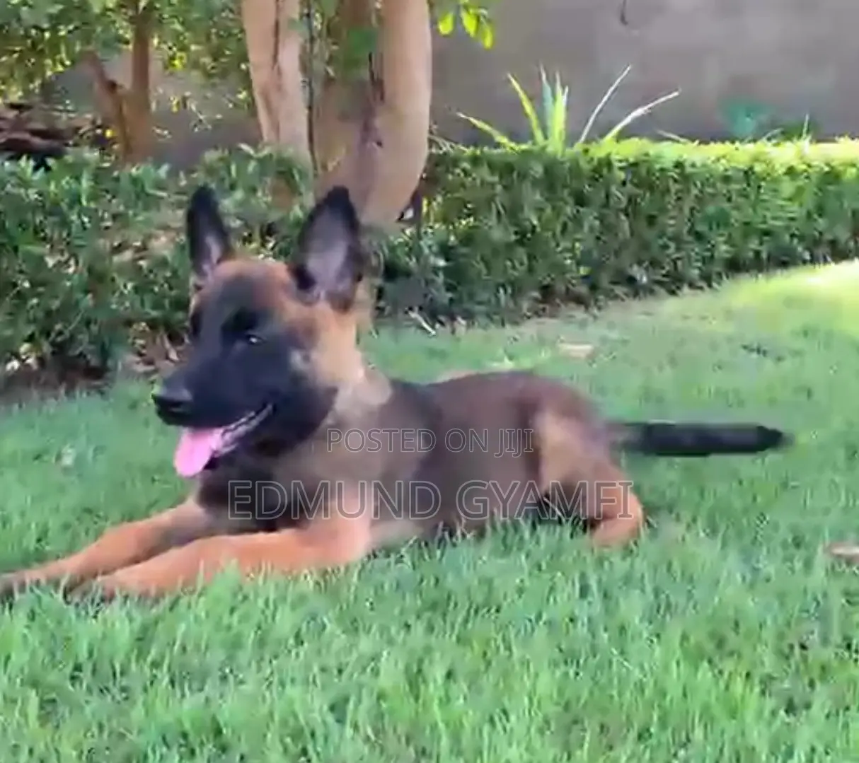 1-3 months Female Purebred Belgian Malinois