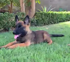 1-3 months Female Purebred Belgian Malinois
