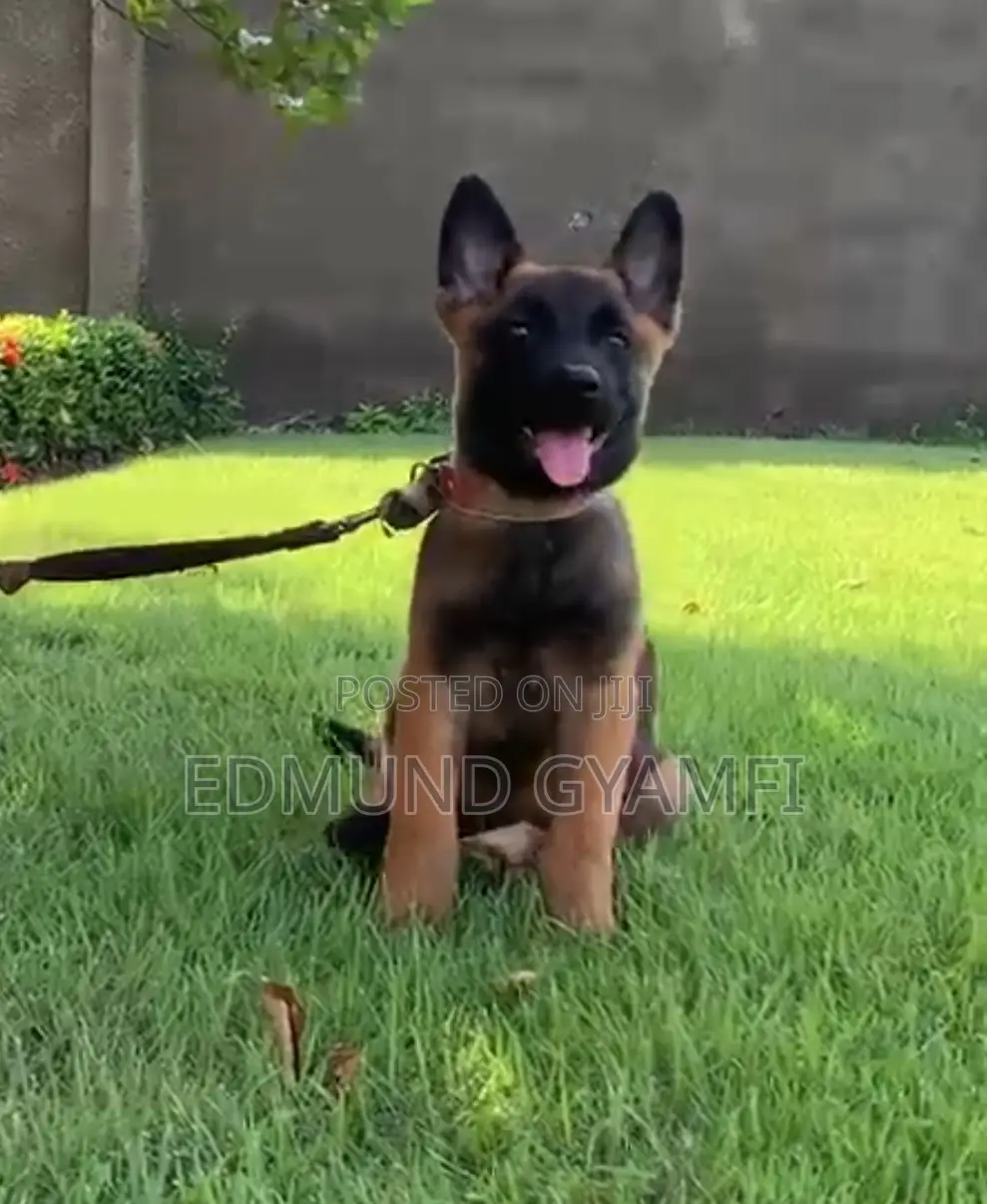 1-3 months Female Purebred Belgian Malinois