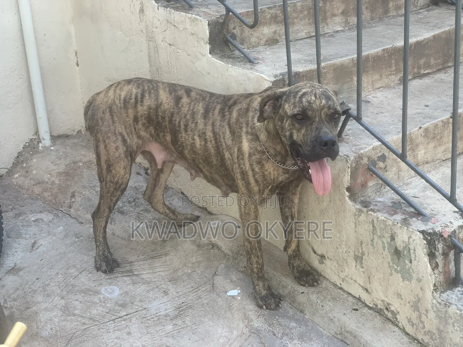 1+ year Female Purebred Boerboel