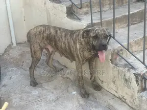 1+ year Female Purebred Boerboel