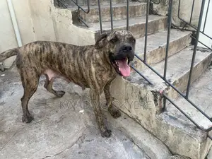 1+ year Female Purebred Boerboel