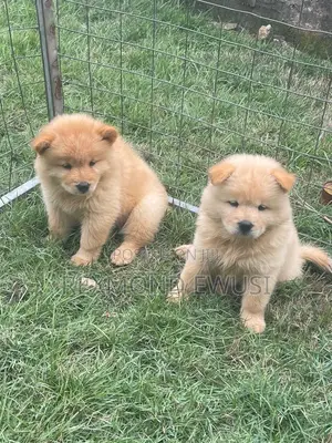 1-3 months Male Purebred Chow Chow