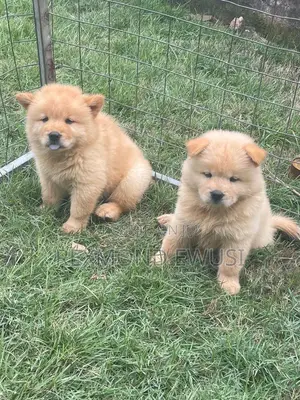 1-3 months Male Purebred Chow Chow