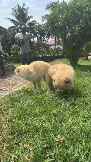 1-3 months Male Purebred Chow Chow