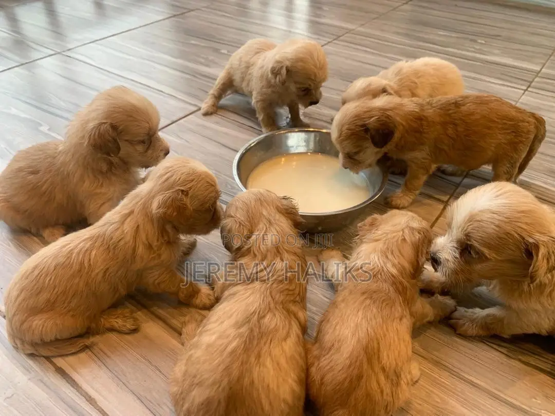 1-3 months Male Purebred Maltipoo