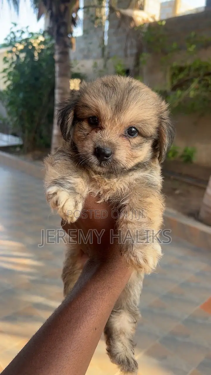 1-3 months Male Purebred Maltipoo