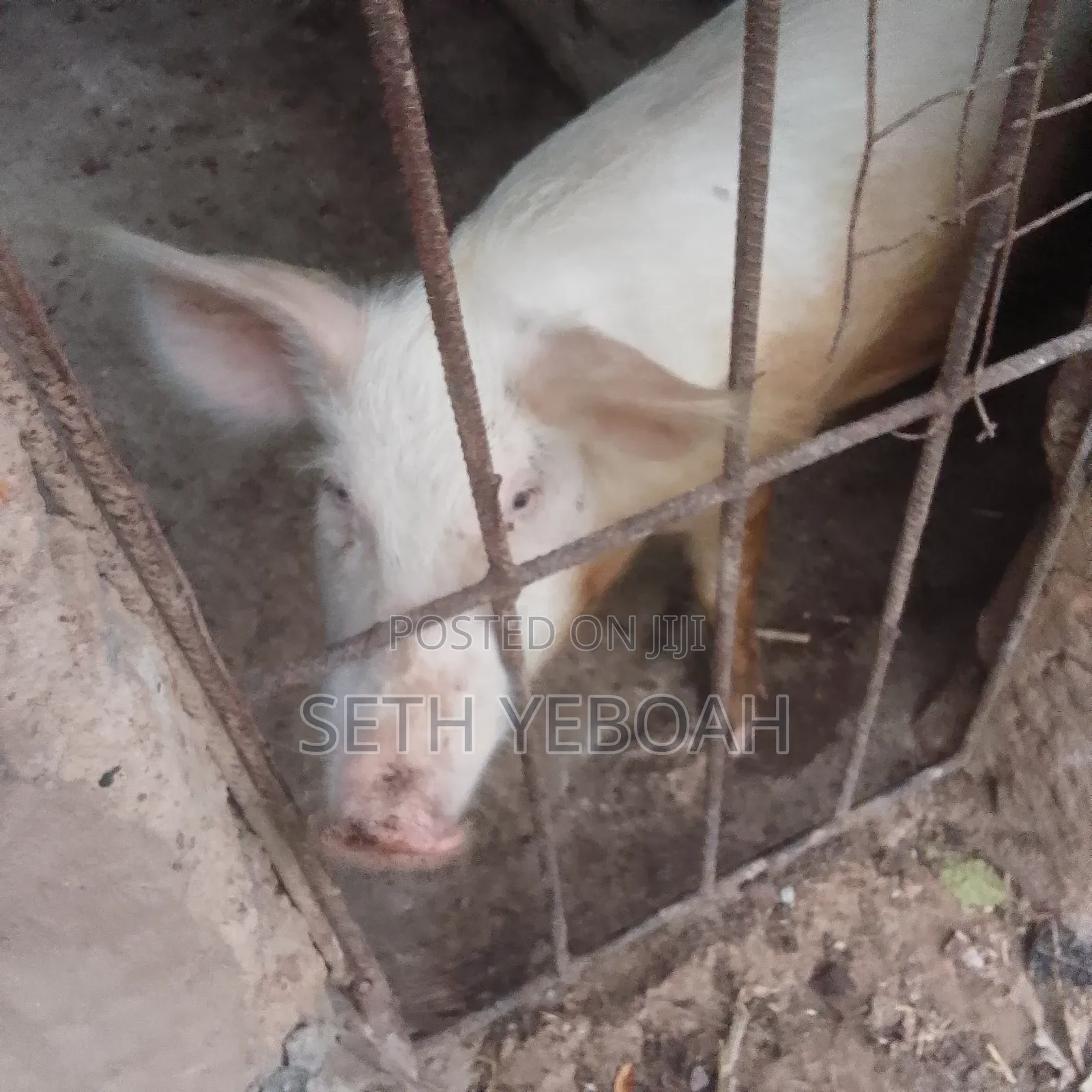 Breeding Pigs