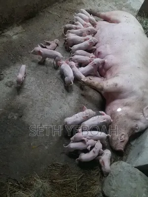 Breeding Pigs