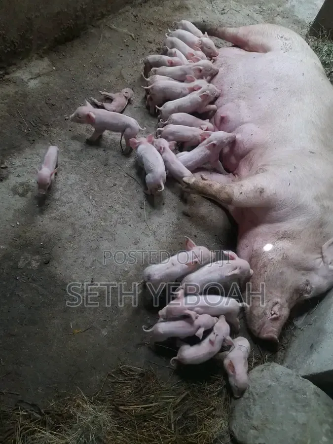 Breeding Pigs