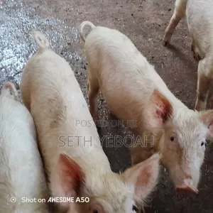 Breeding Pigs