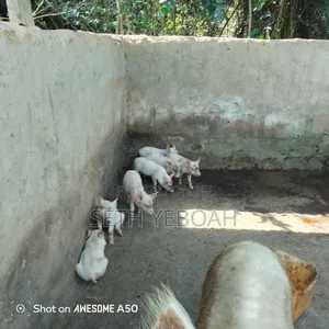 Breeding Pigs