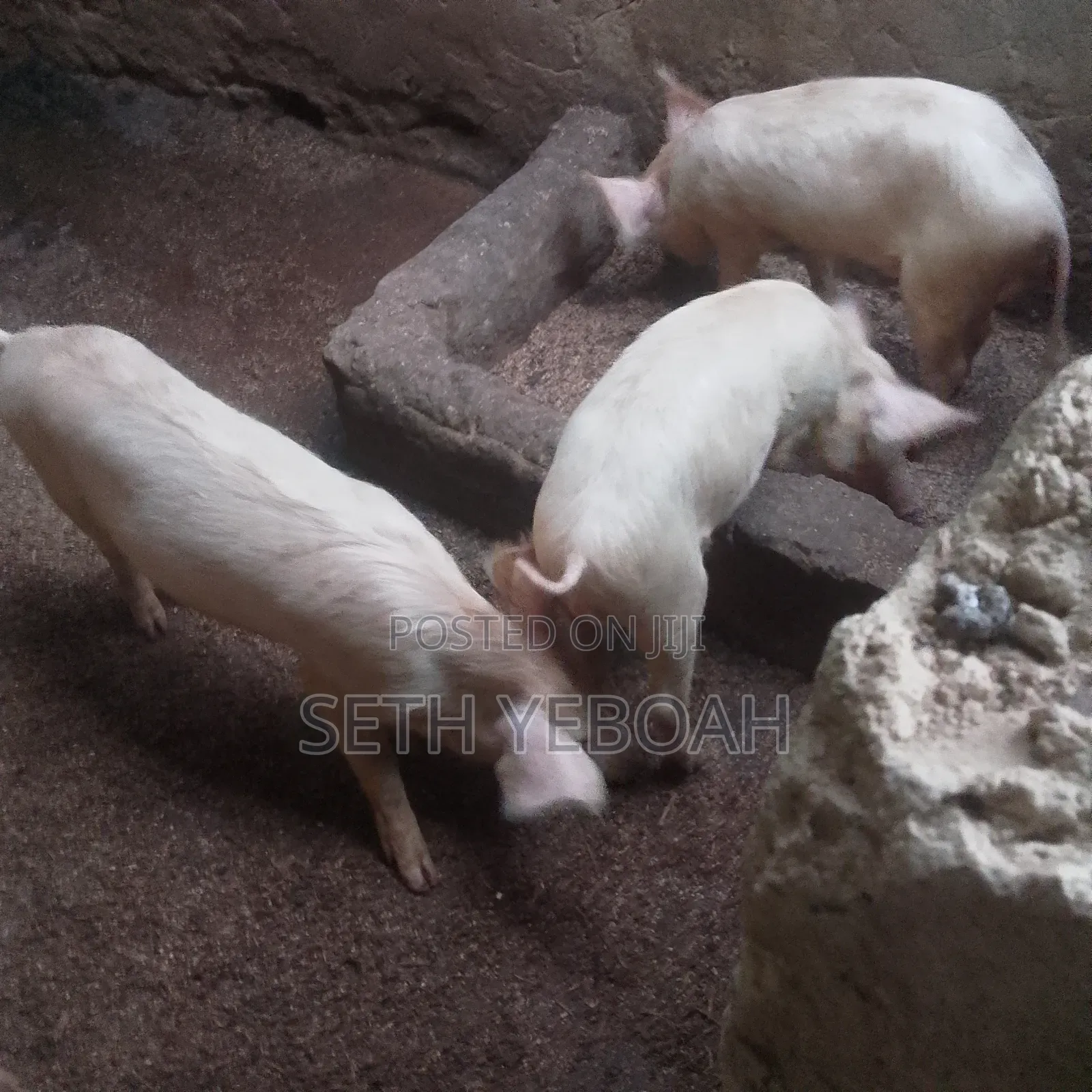 Breeding Pigs