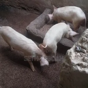 Breeding Pigs