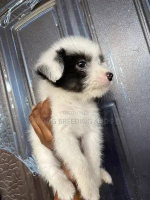 1-3 months Female Purebred Poodle