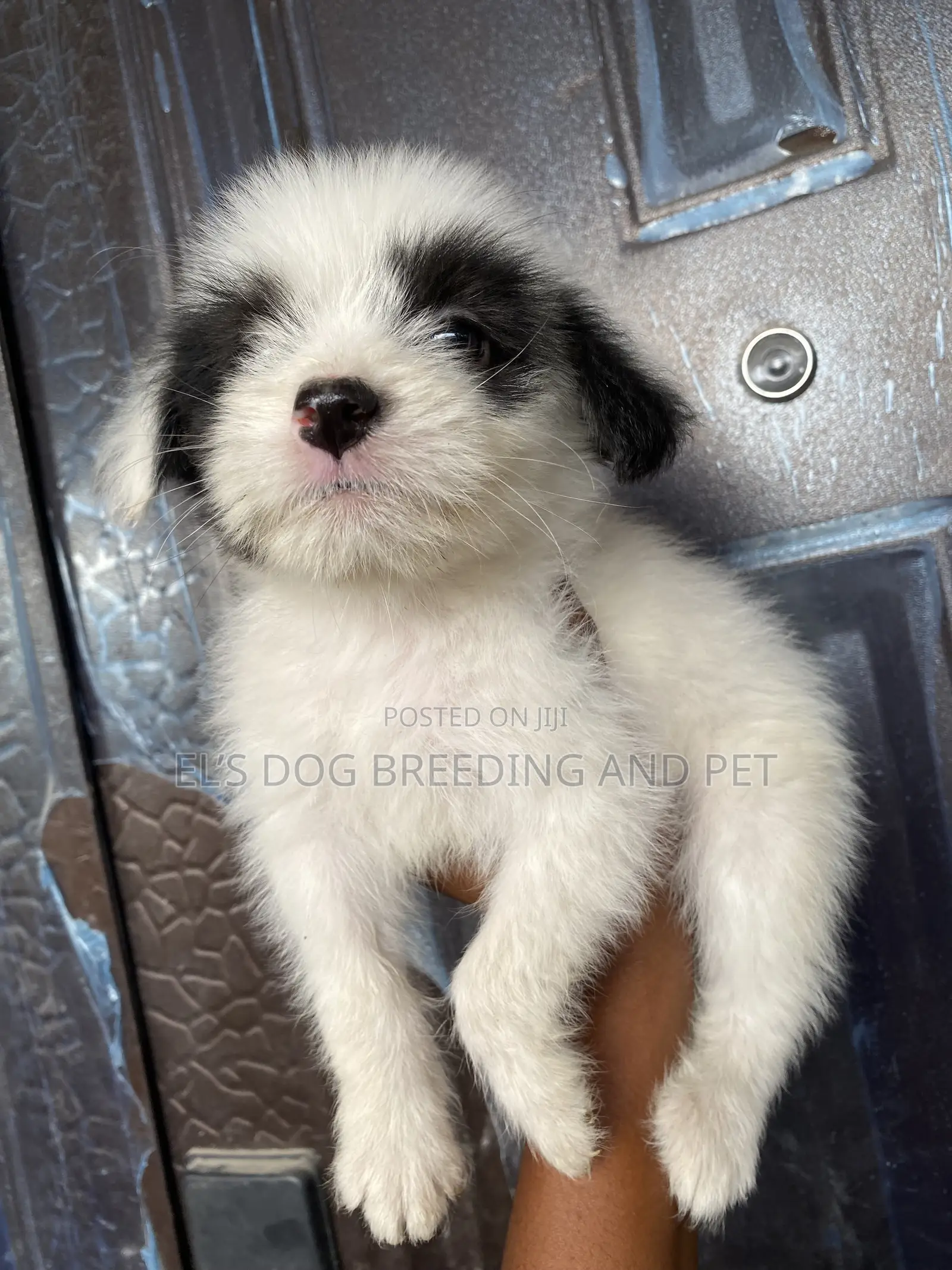 1-3 months Female Purebred Poodle