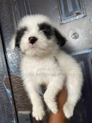 1-3 months Female Purebred Poodle