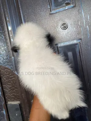 1-3 months Female Purebred Poodle