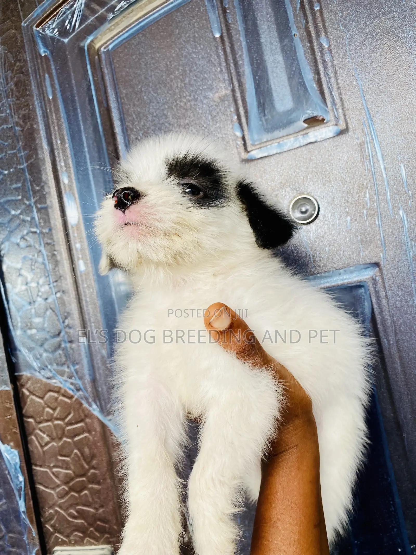 1-3 months Female Purebred Poodle