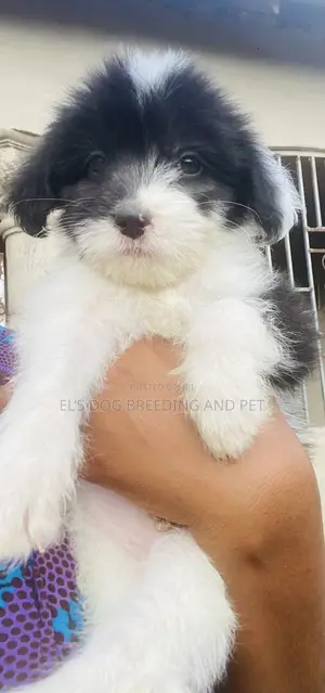 1-3 months Male Purebred Poodle