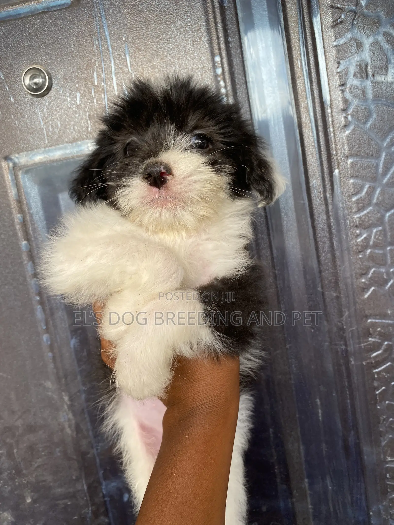 1-3 months Male Purebred Poodle