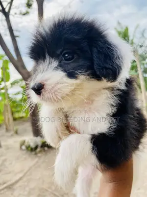 1-3 months Male Purebred Poodle