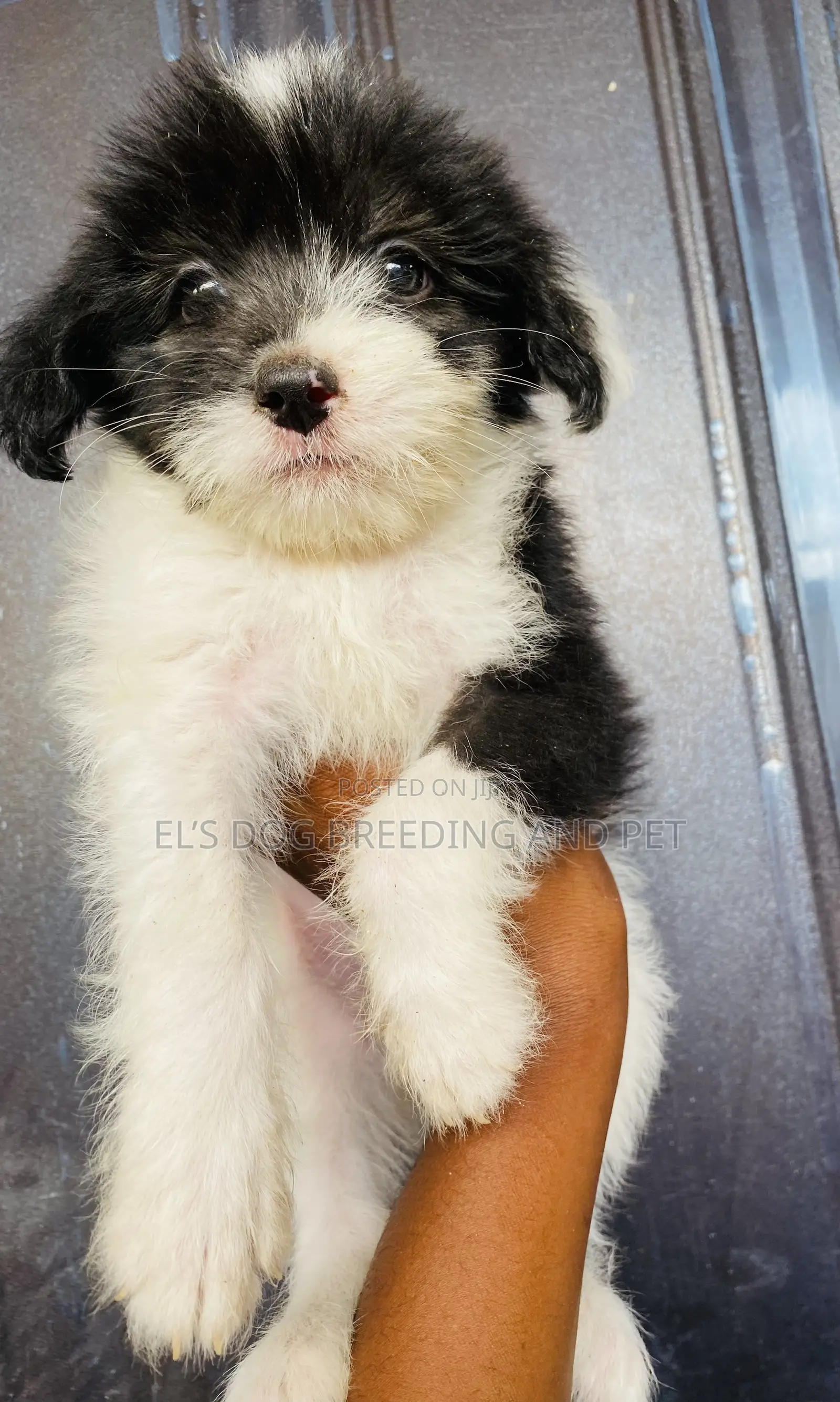 1-3 months Male Purebred Poodle
