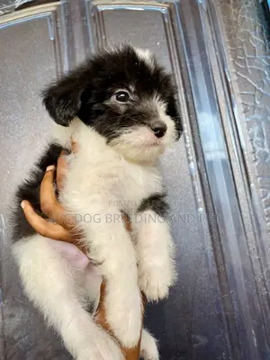 1-3 months Male Purebred Poodle