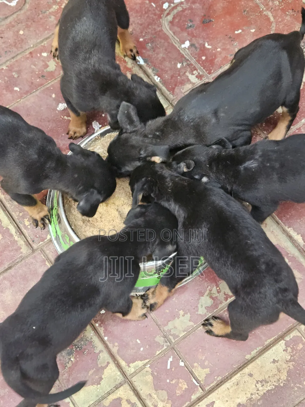 3-6 months Female Mixed Breed Rottweiler