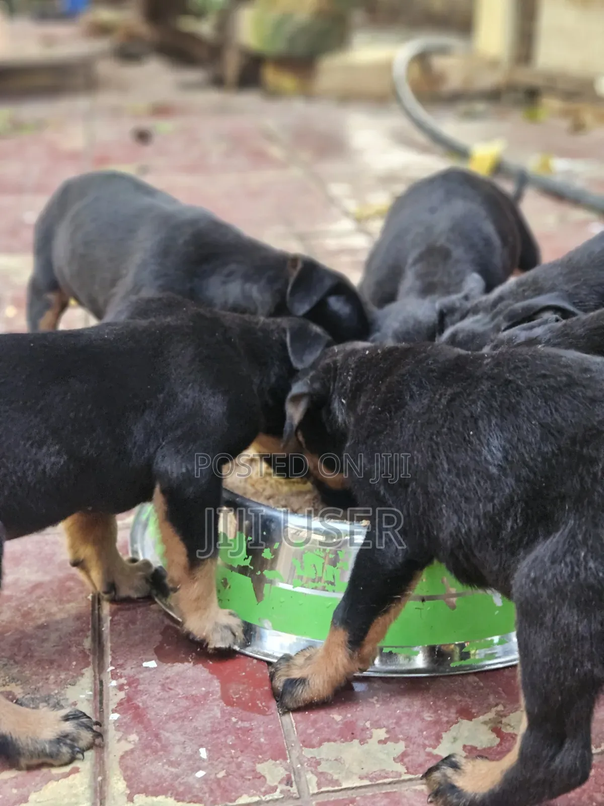 3-6 months Female Mixed Breed Rottweiler
