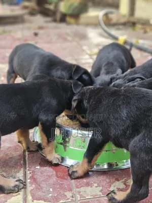 3-6 months Female Mixed Breed Rottweiler