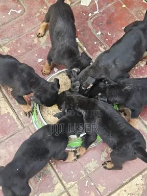 3-6 months Female Mixed Breed Rottweiler