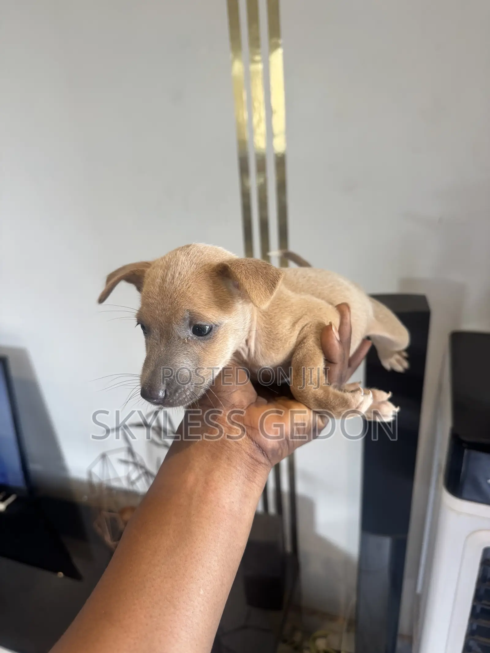 0-1 month Female Purebred Dog