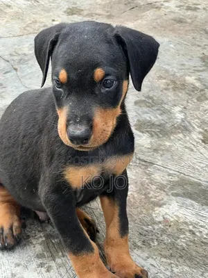 1-3 months Female Purebred Doberman Pinscher