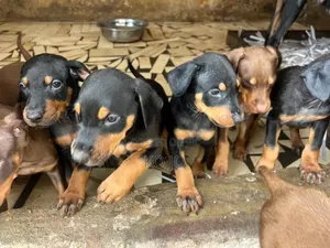 1-3 months Female Purebred Doberman Pinscher