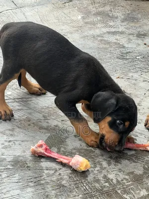 1-3 months Female Purebred Doberman Pinscher