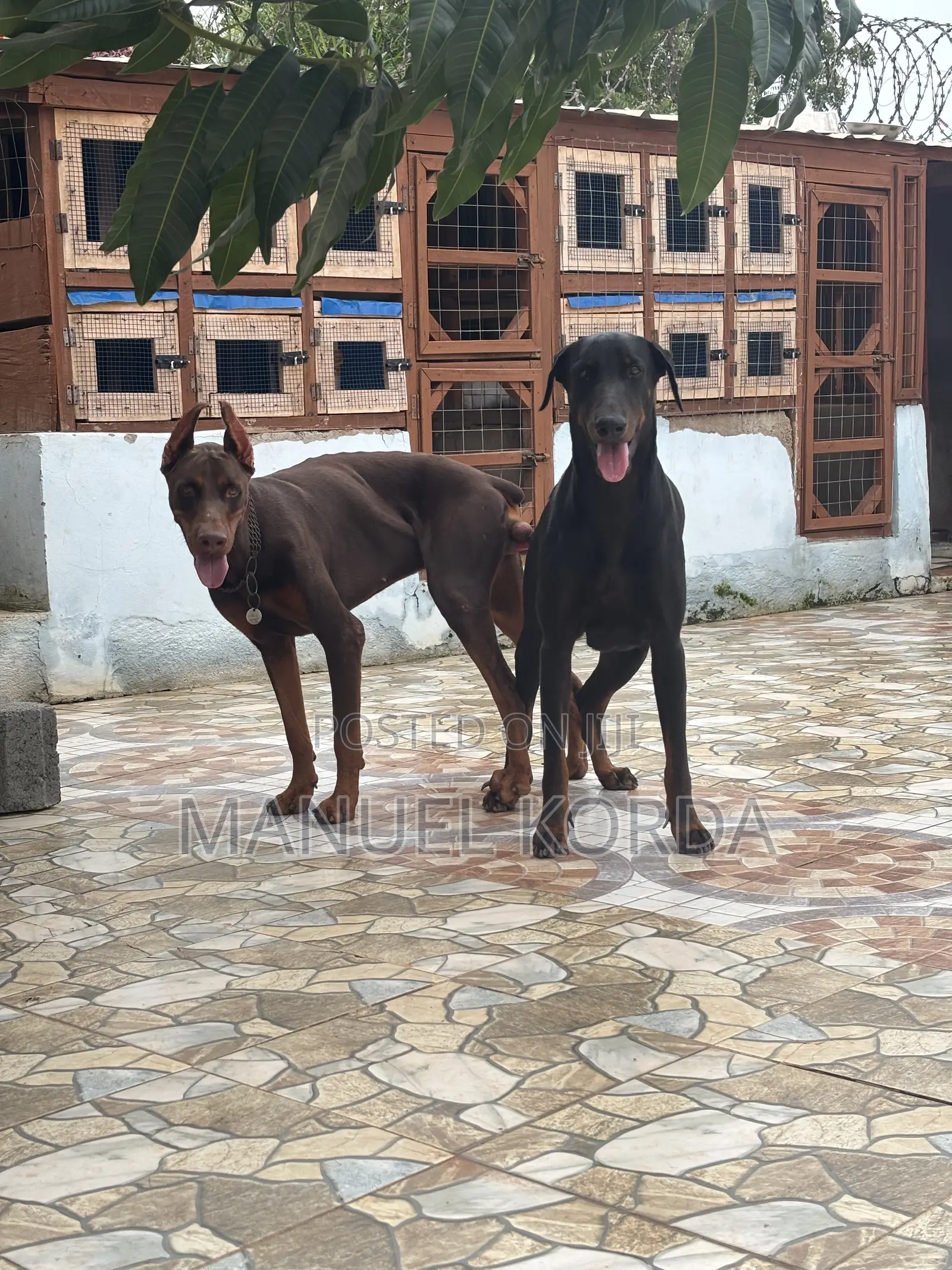 1+ year Male Purebred Doberman Pinscher