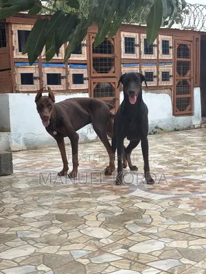 1+ year Male Purebred Doberman Pinscher