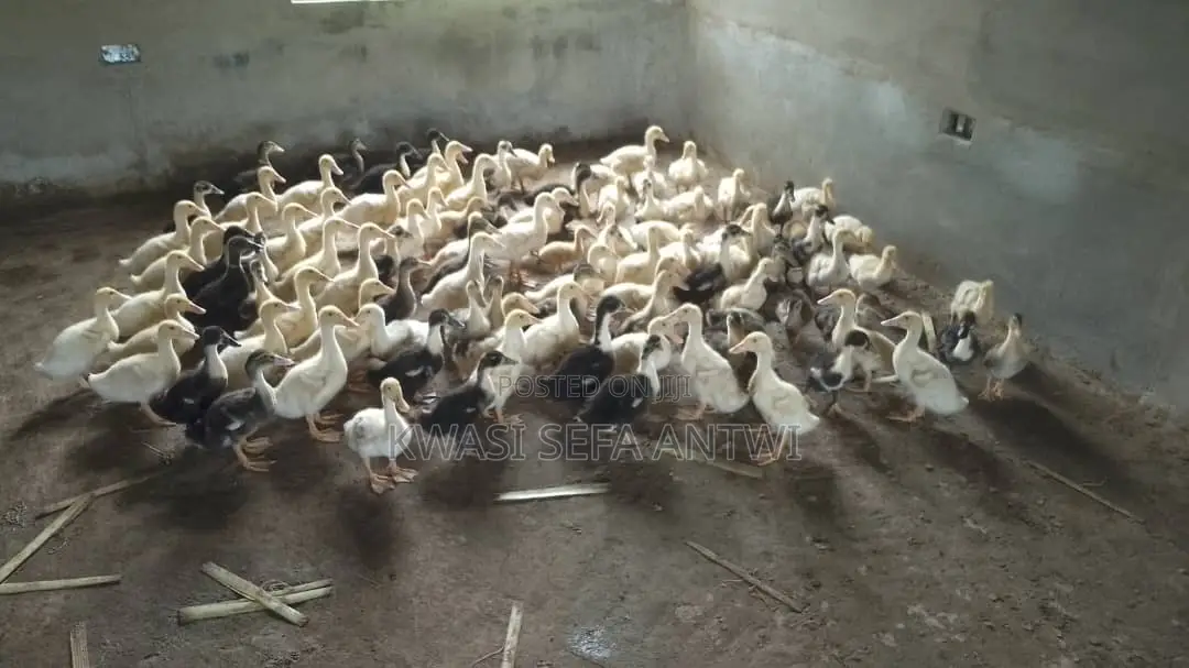 Foreign Ducks Perkins for Sale